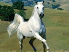 white horse running 1